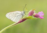 292 - GROOT GEADERD WITJE - VERWERFT JULIEN - belgium <div